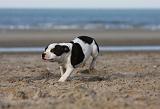 STAFFIE 253